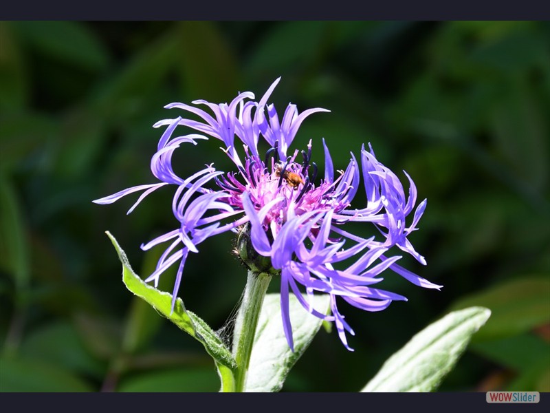 jquery slideshow