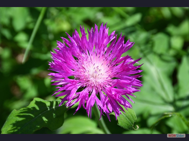 Mauve_0509