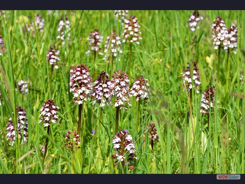Orchidee_pourpre_0509_1